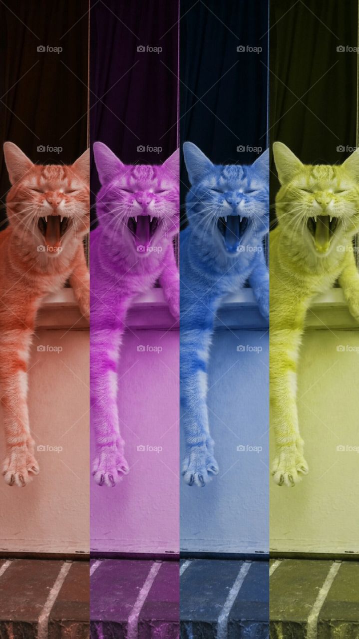 pop art cat