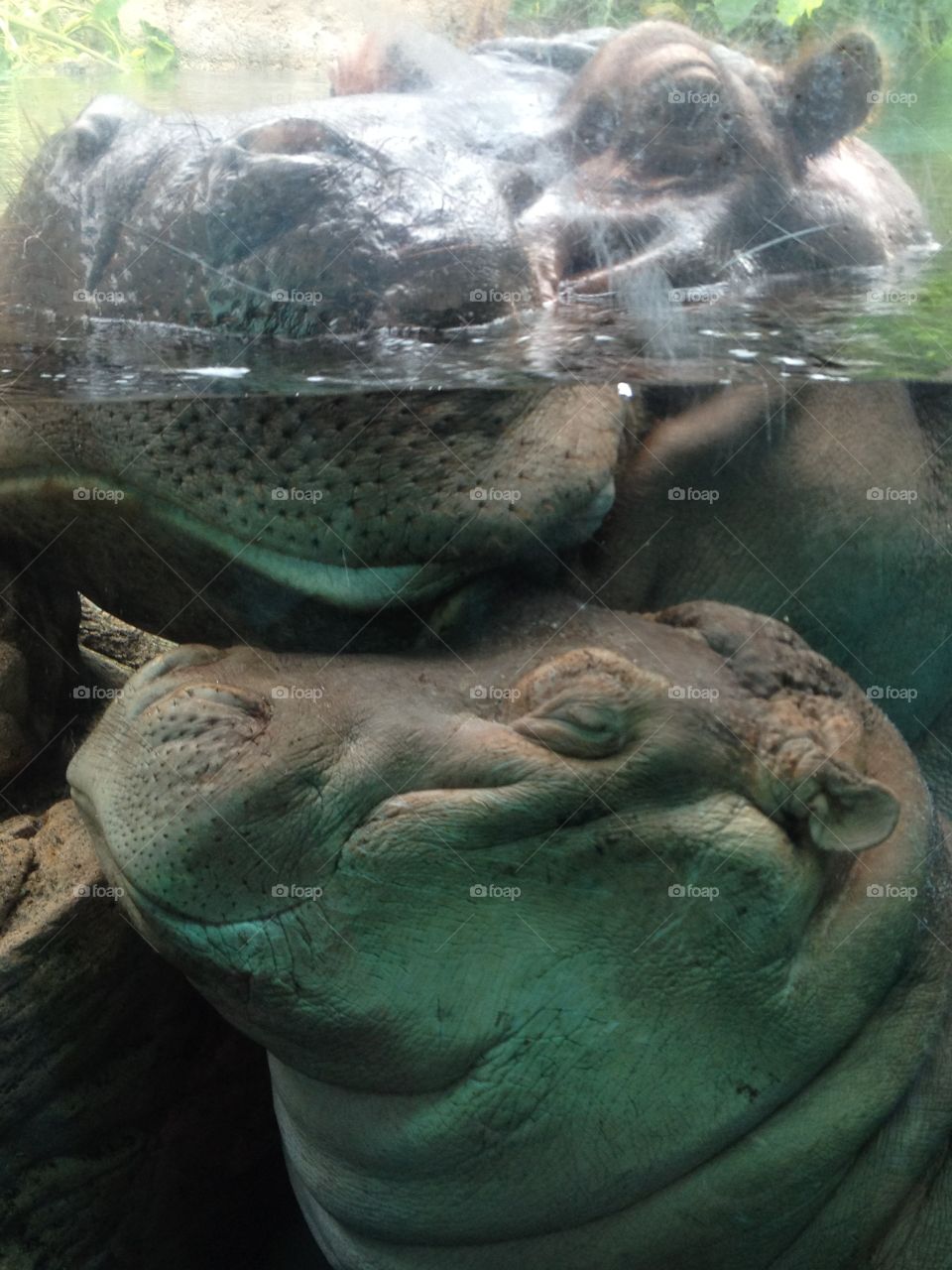 Hippo Happiness. Hippo mamma and baby smiling underwater against glass