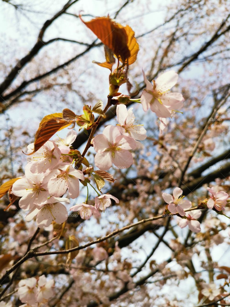 Blooming sakura