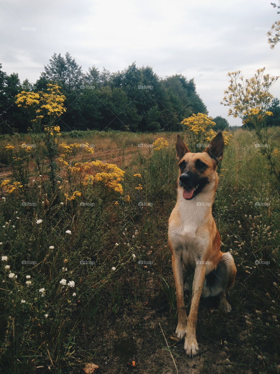 Malinois