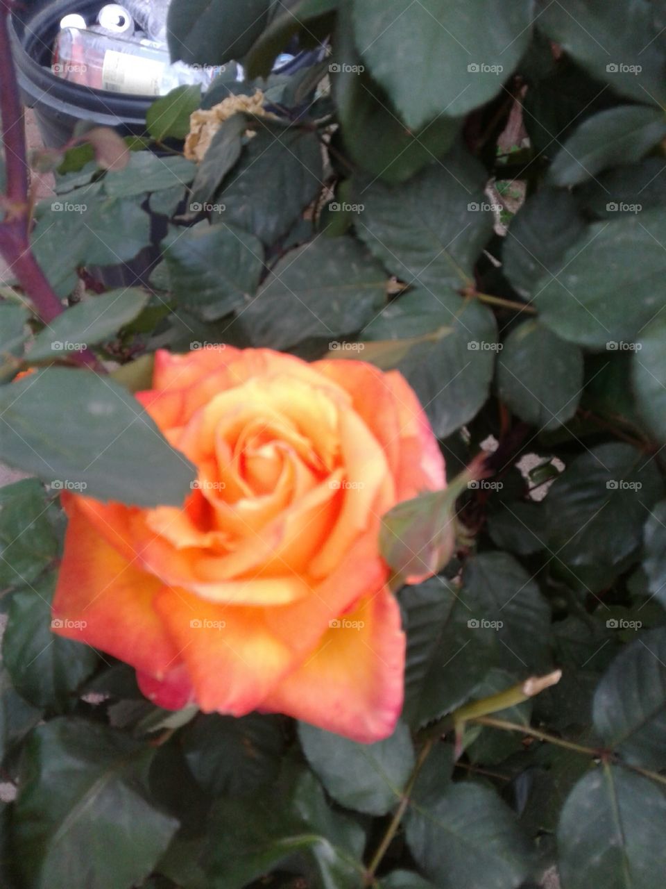 Beautiful Roses in the backyard of my home.