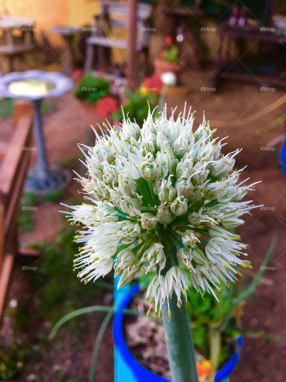 Bloomin onion