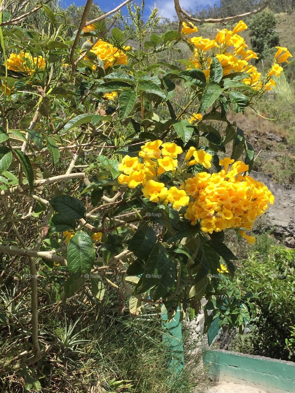 Yellow Flower