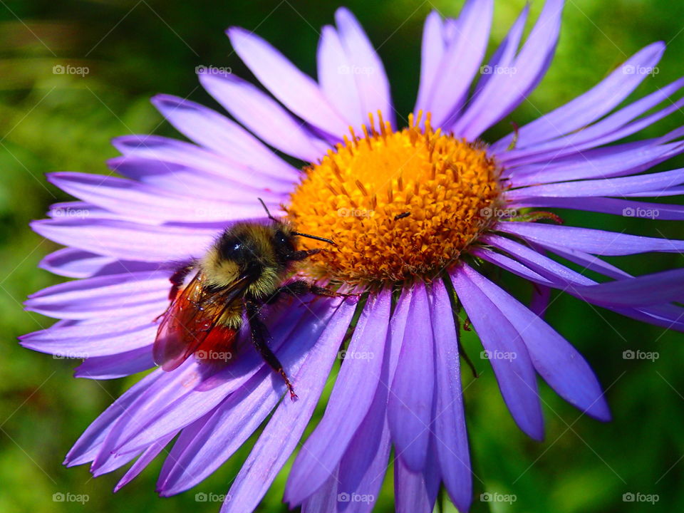 Close-up of bee and wildflower