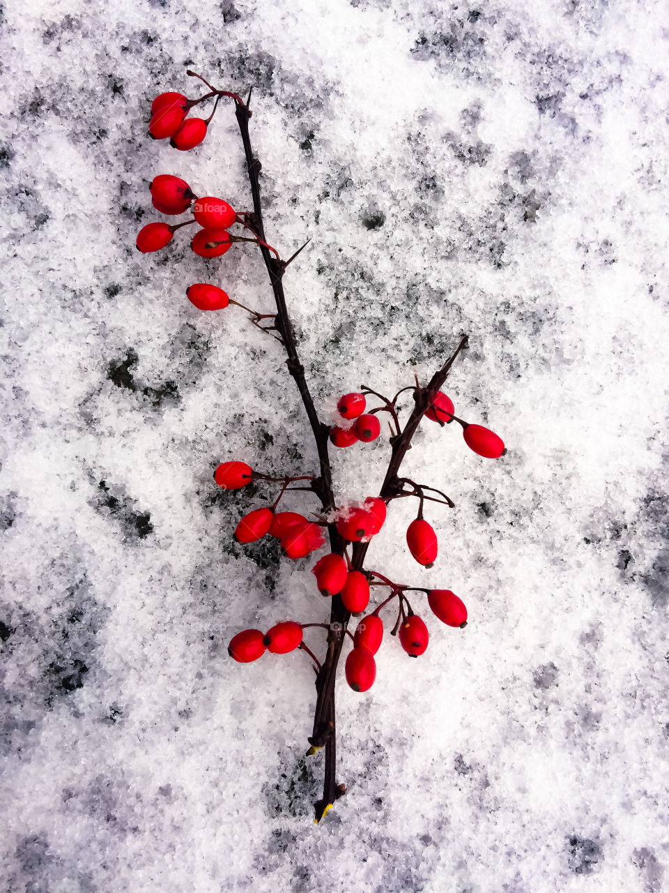Barberry. Berberis vulgaris.