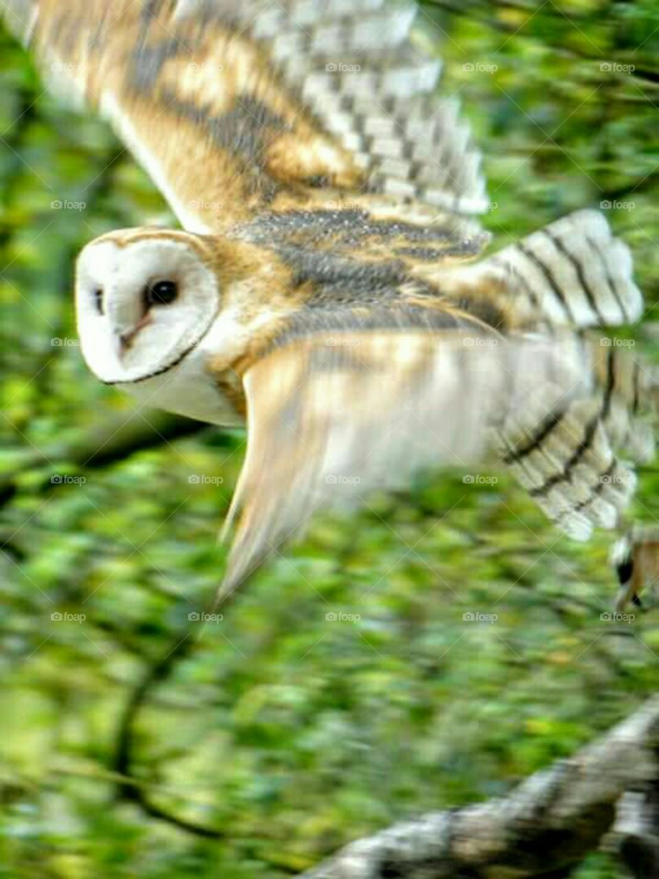 Owl in flight
