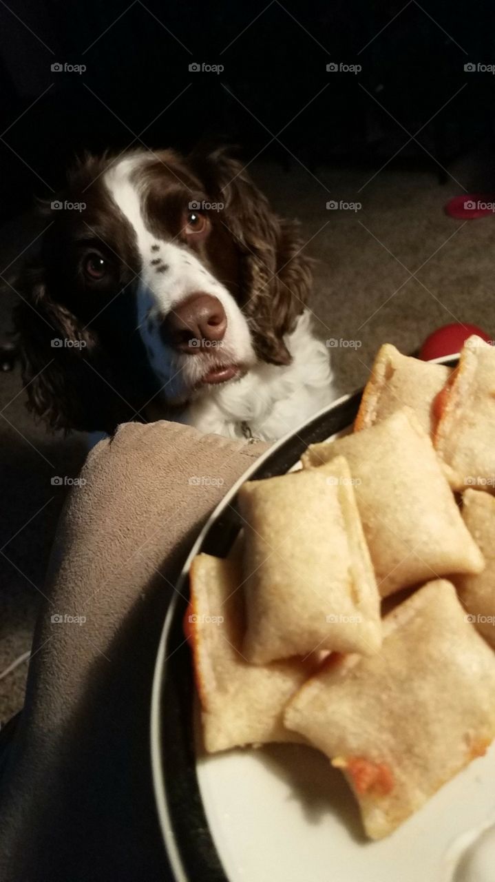 My puppy giving me puppy eyes for the pizza rolls