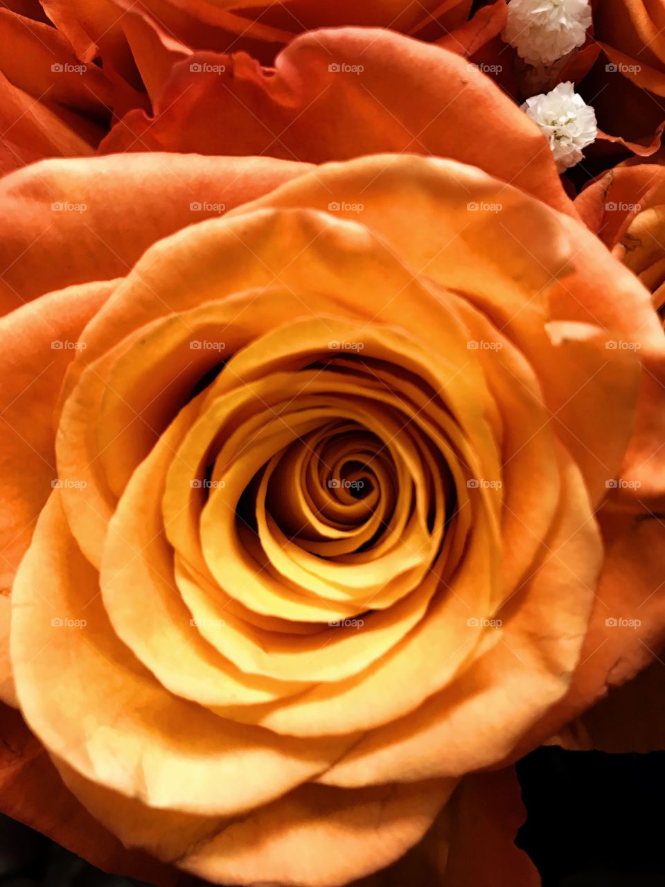 Orange rose