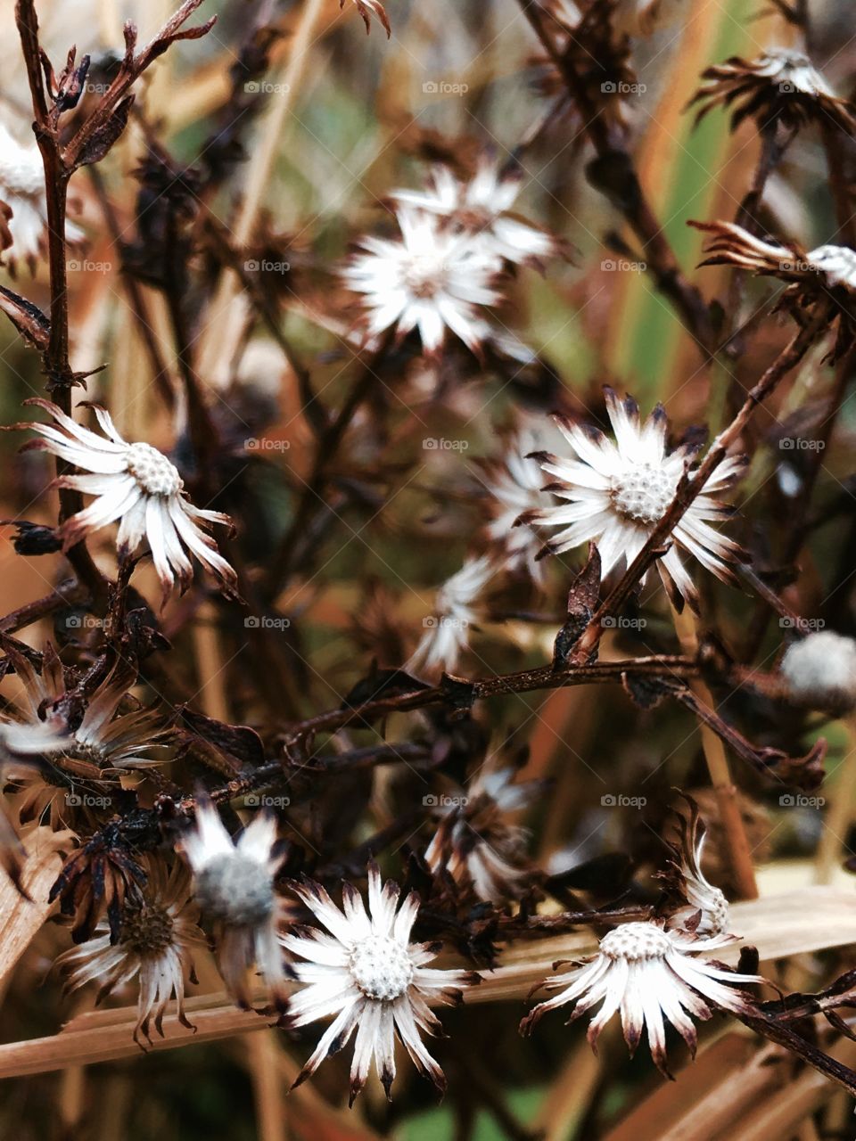 Fall flowers