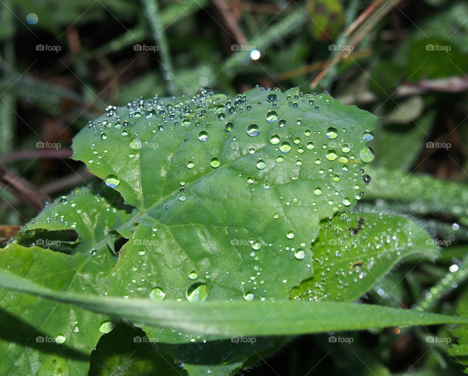 Raindrops on leaves
