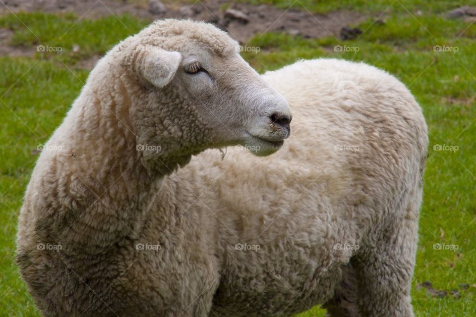 AUCKLAND, NEW ZEALAND THE FARM SHEEP