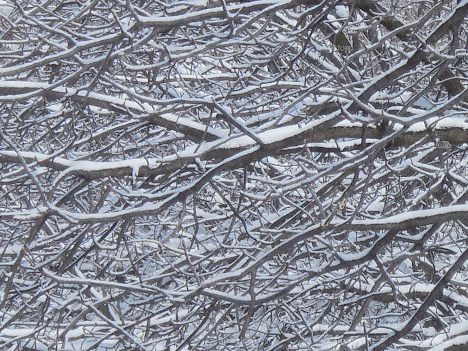 Snowy bare tree branches