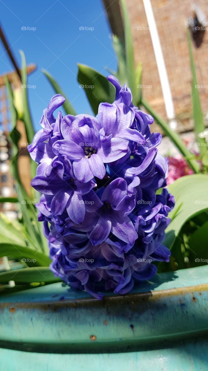 Purple Hyacinth in a green pot