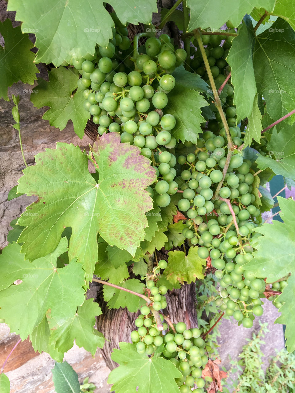 Wine plant with green leaves and unripe riesling grapes in clusters growing against a stone wall in Germany in the summer.