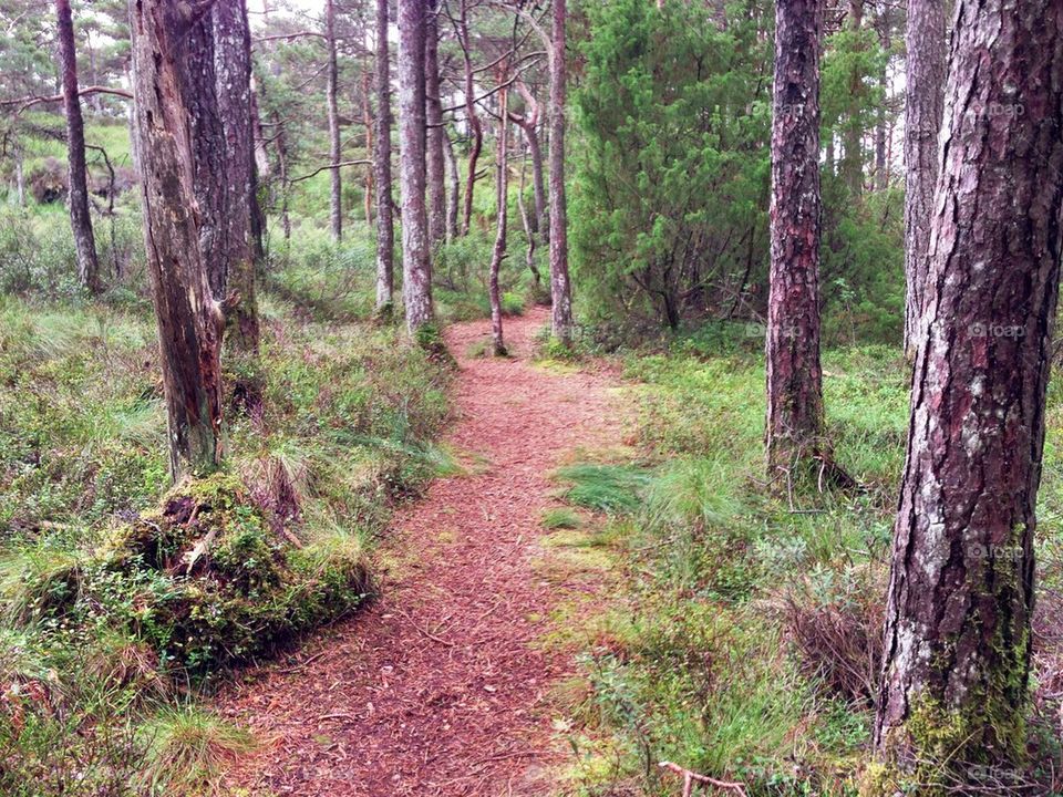 Foot path in the forest