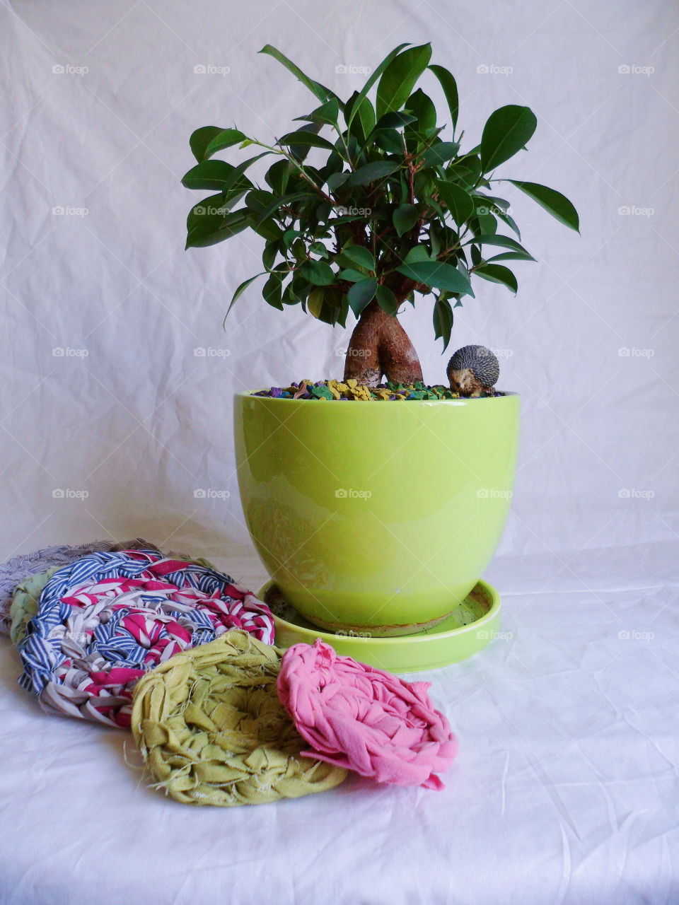 ficus plant brings joy