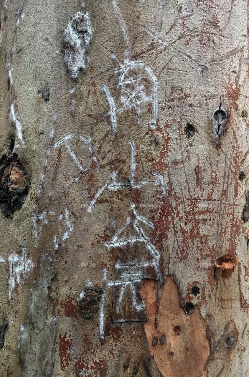 Vandalised Tree with Chinese Writing in Shenzhen, China