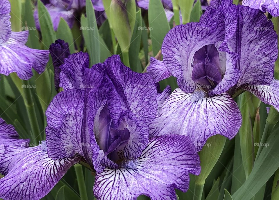 Iris
