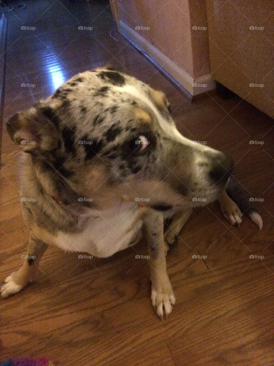Catahoula dog rolling her eyes looking sneaky
