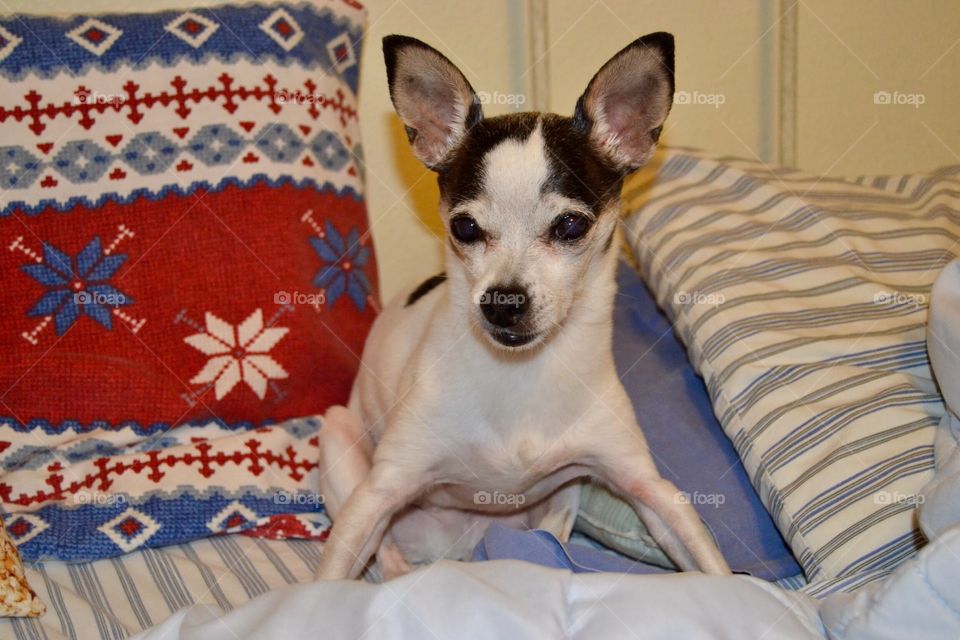 Chihuahua in bed