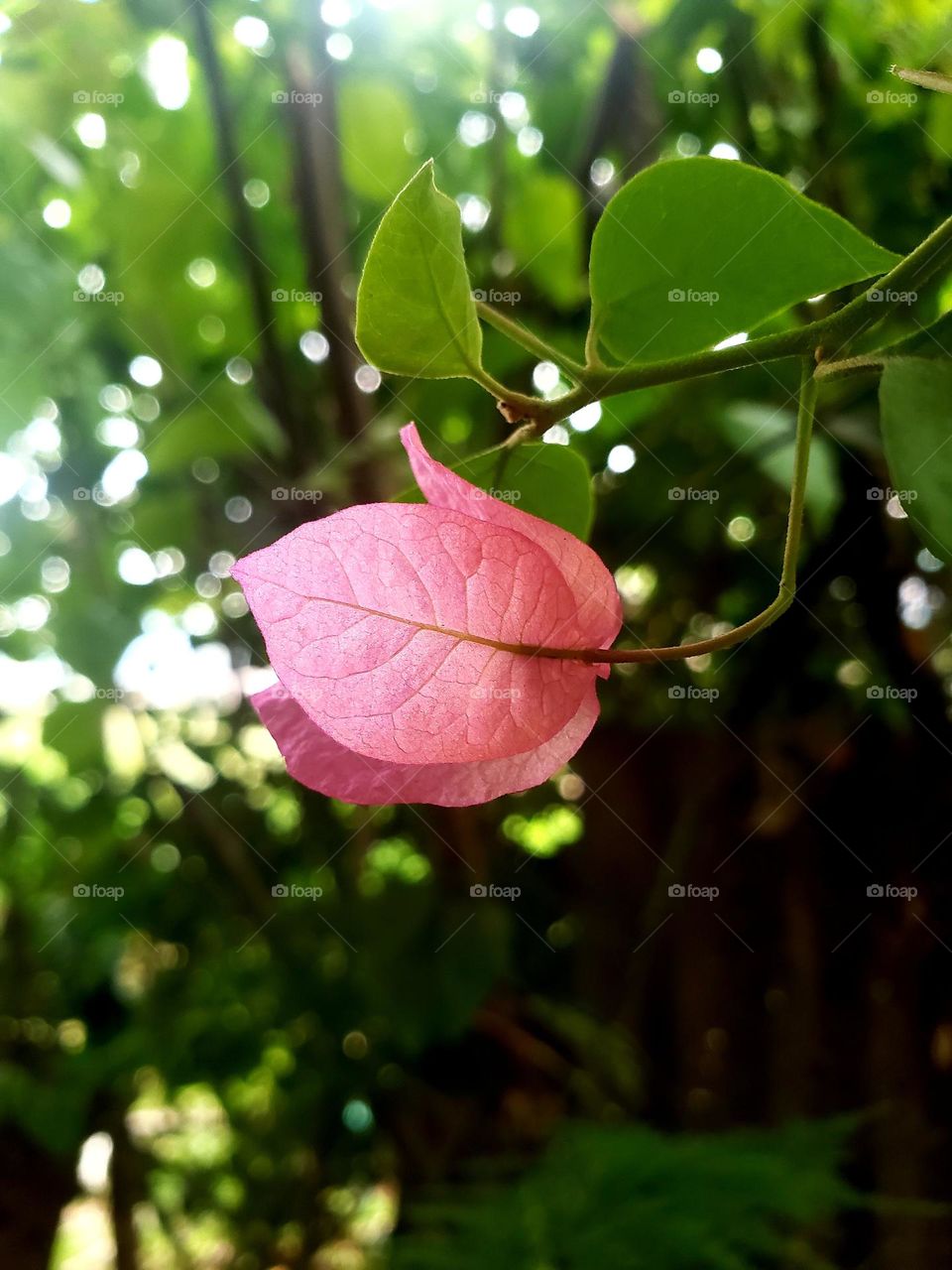 pink flower natural morning view