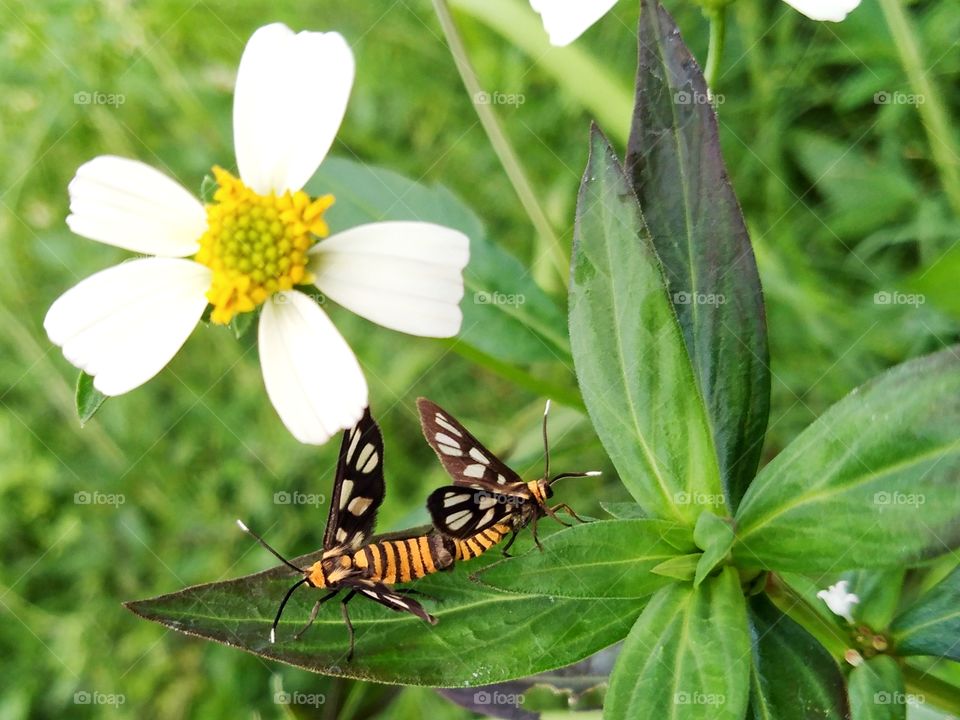 Butterflies in love.