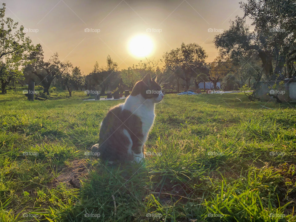 Tabby and white cat sits in a field at sunset