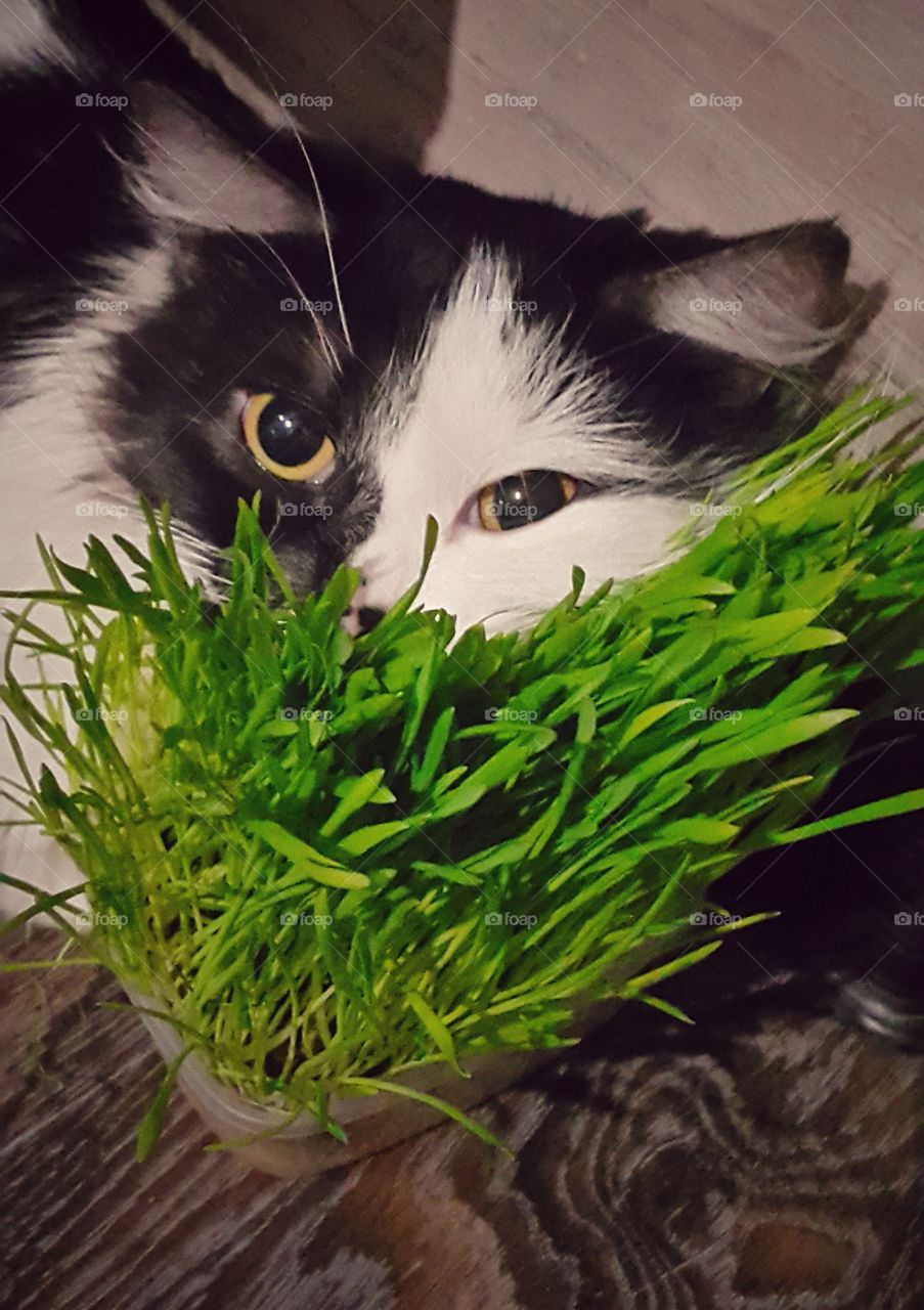 Cat and green grass