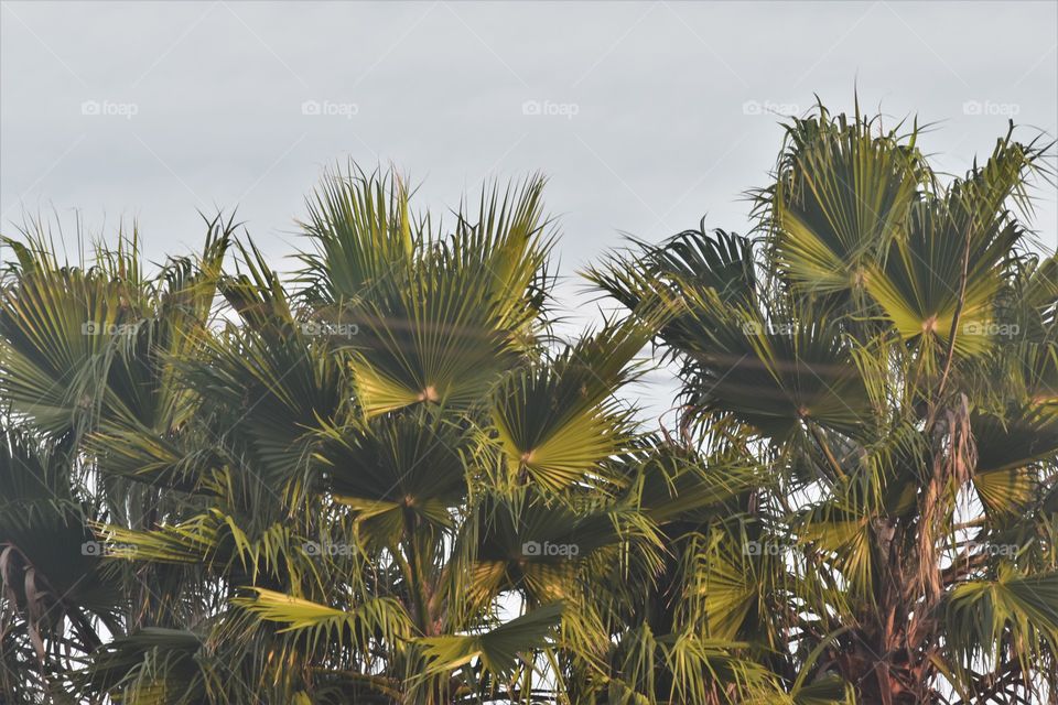 Palm tree/Palmeira.