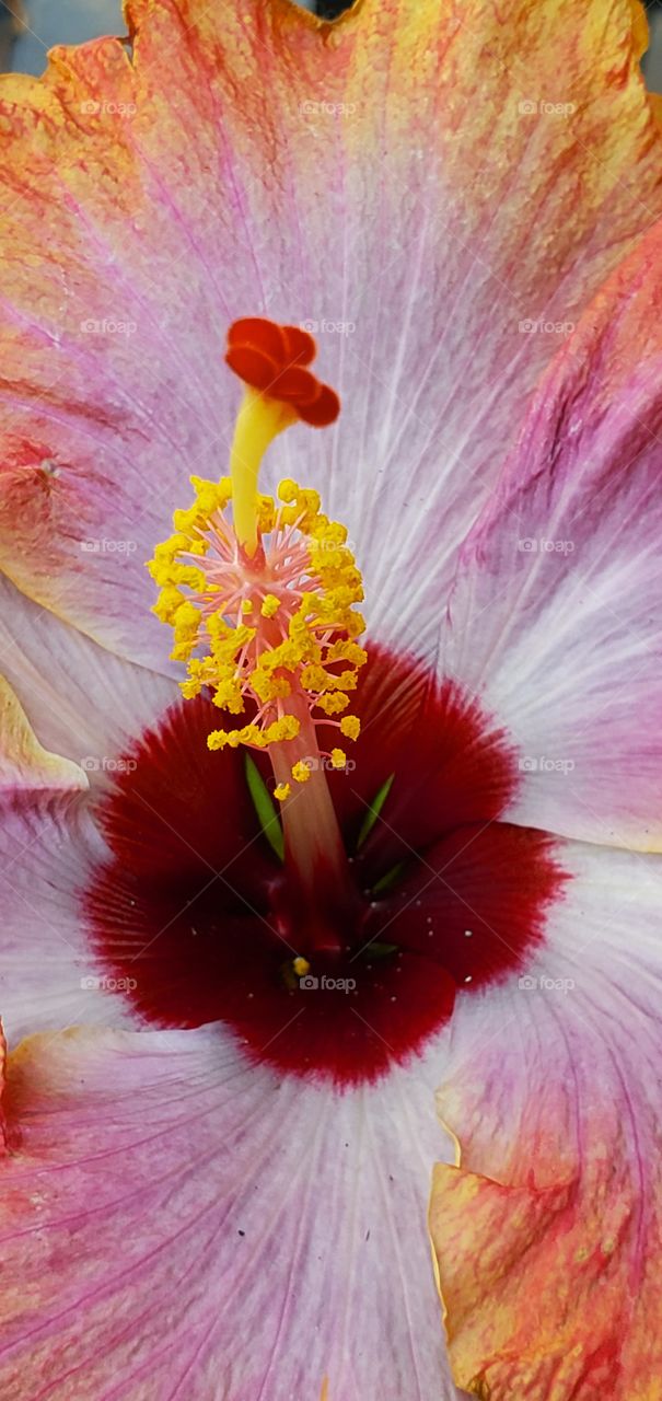 Hibiscus flower