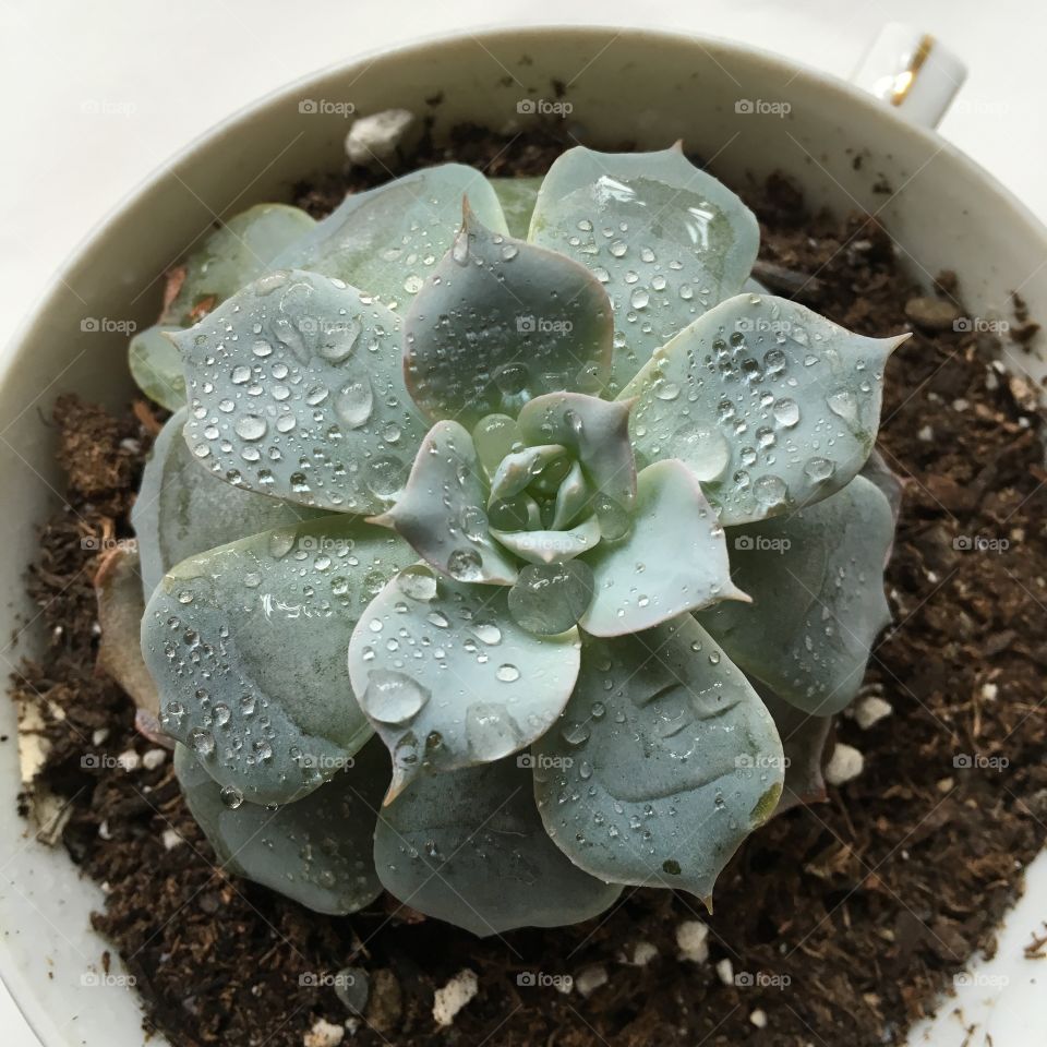Succulent and water