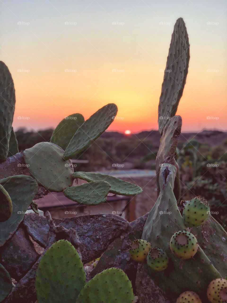Beautiful Maltese sunset in the background and a prickly pear in foreground. 