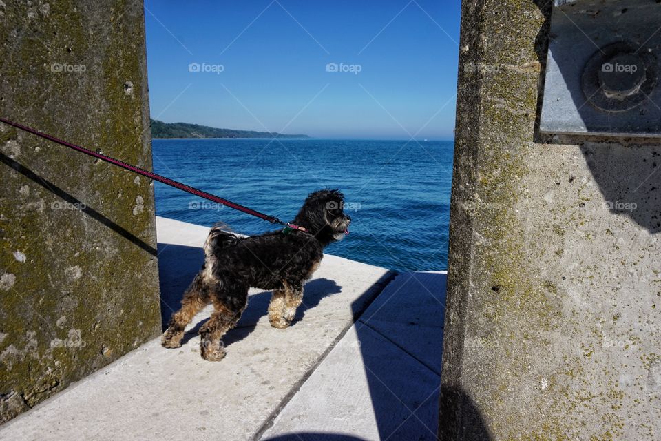 Dog on Lake Pier