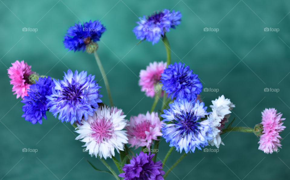 Blue cornflower arrangement 