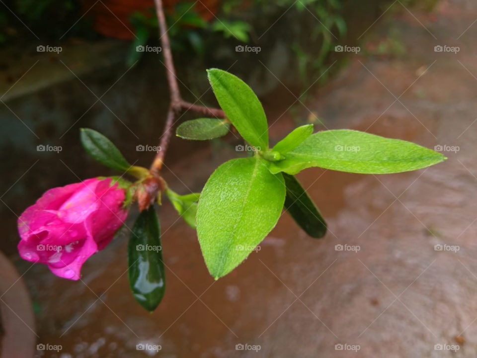 Flower from my home garden