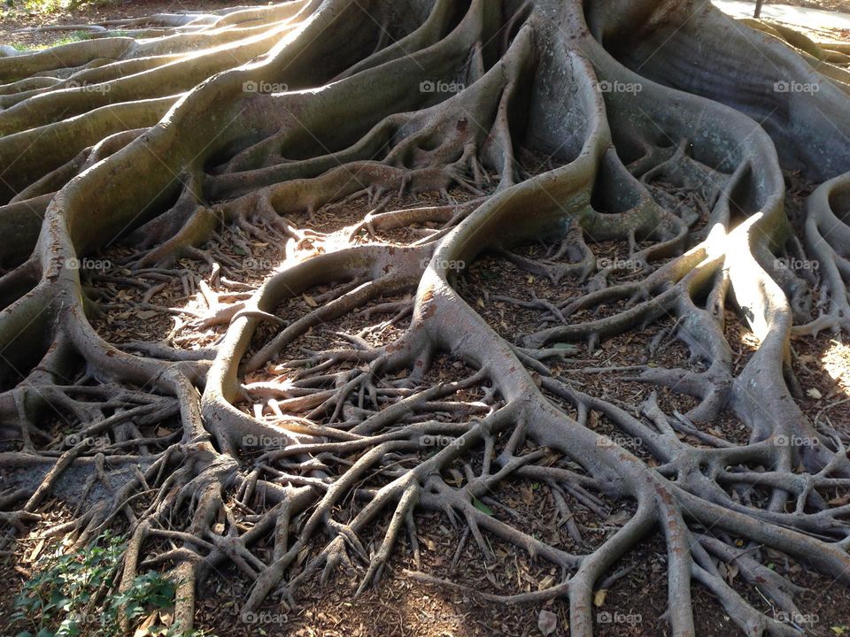 Extensive above ground tree roots.