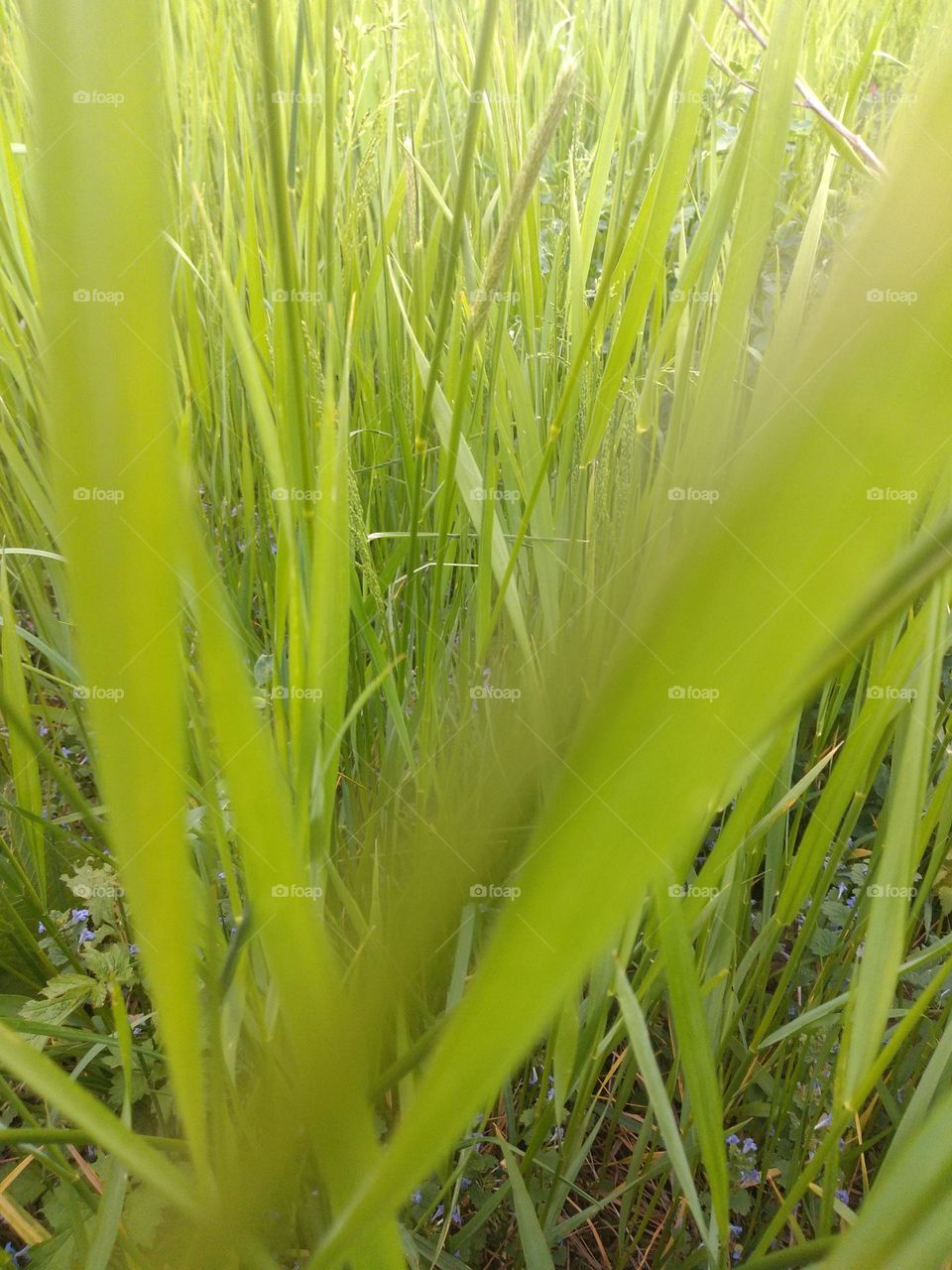 Grass