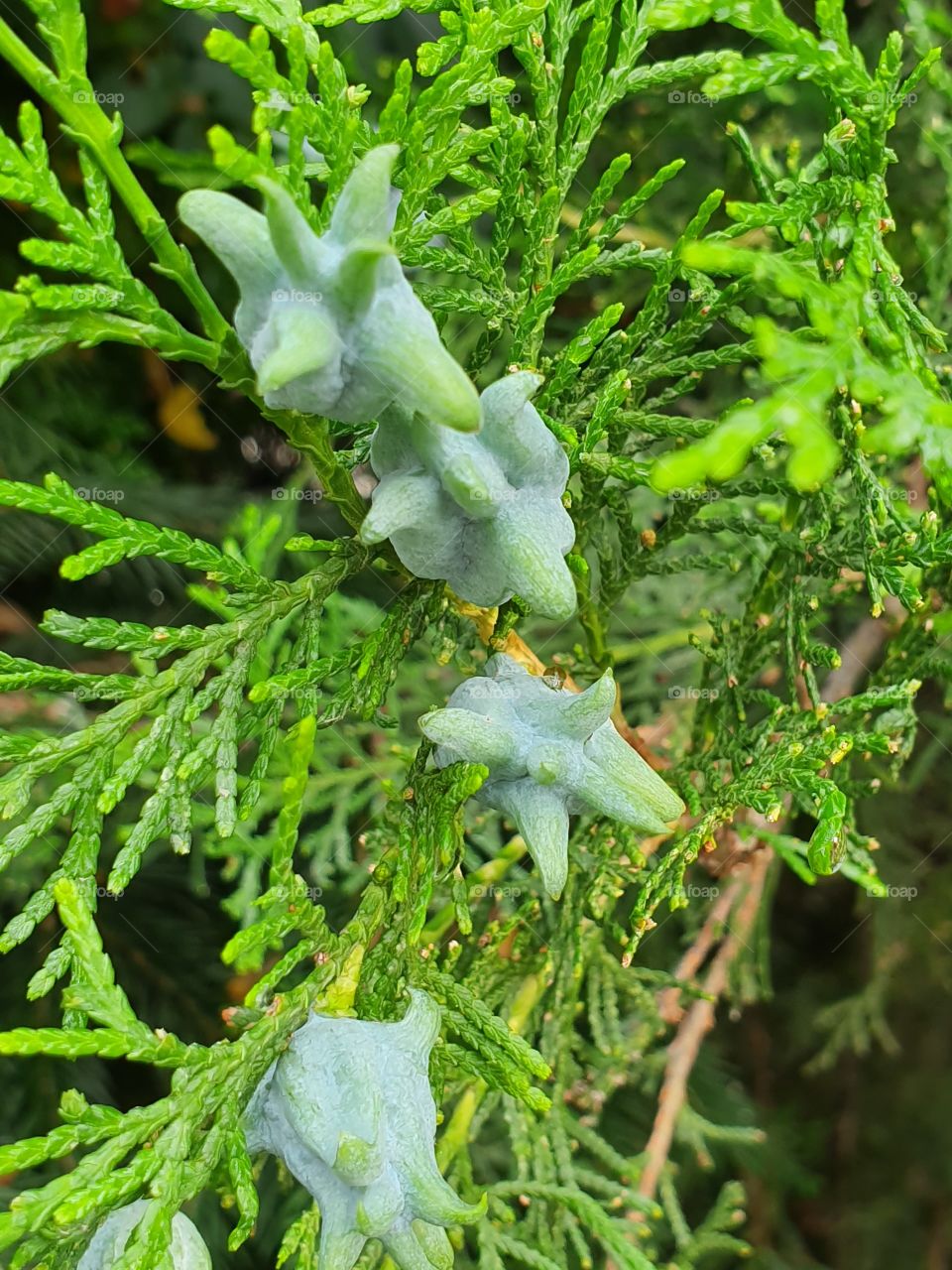 larch branch with cones
