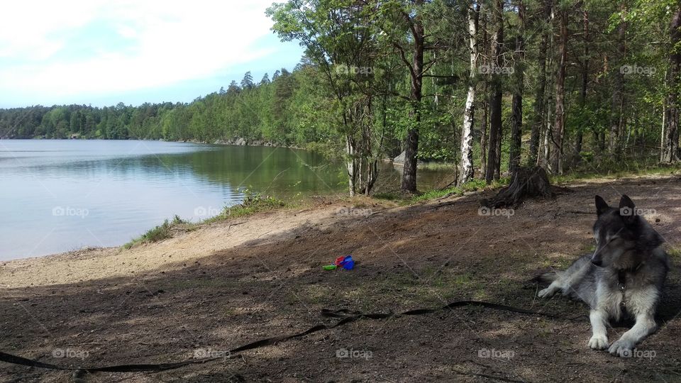 Relaxed dog next to Skiren lake, Kolmården, Sweden