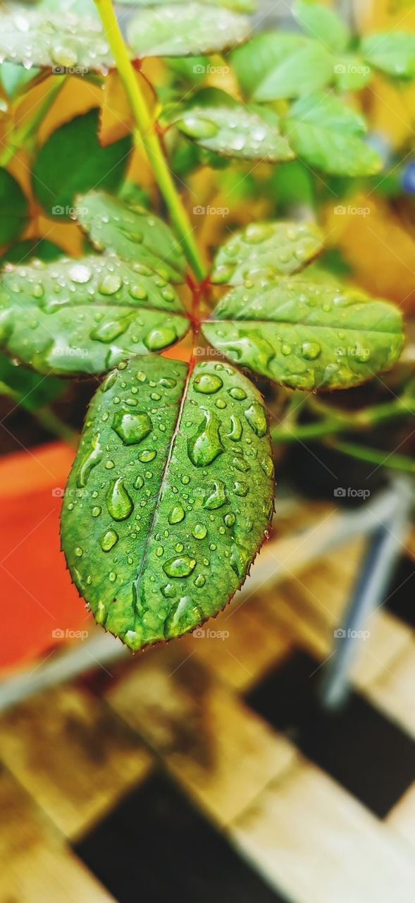natural leaf
