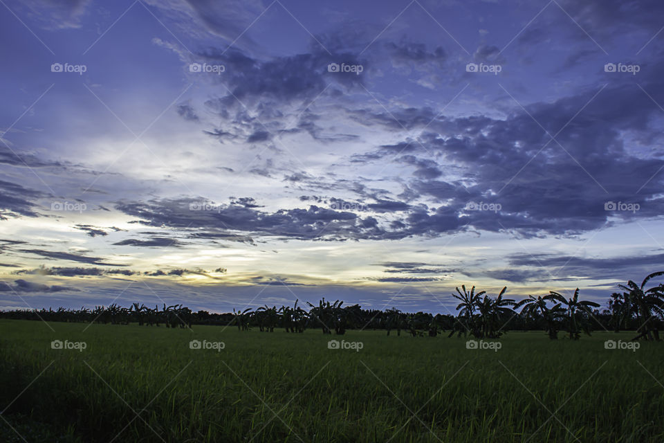 The reflection of the Sun in the evening  and the clouds on the sky with Shadow trees in paddy fields.