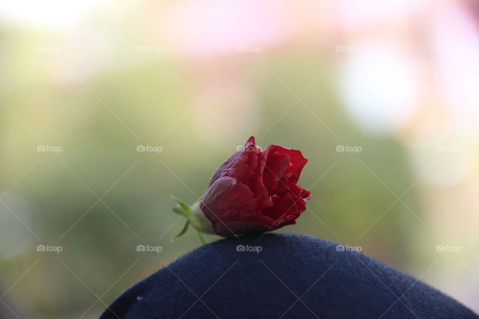 red rose