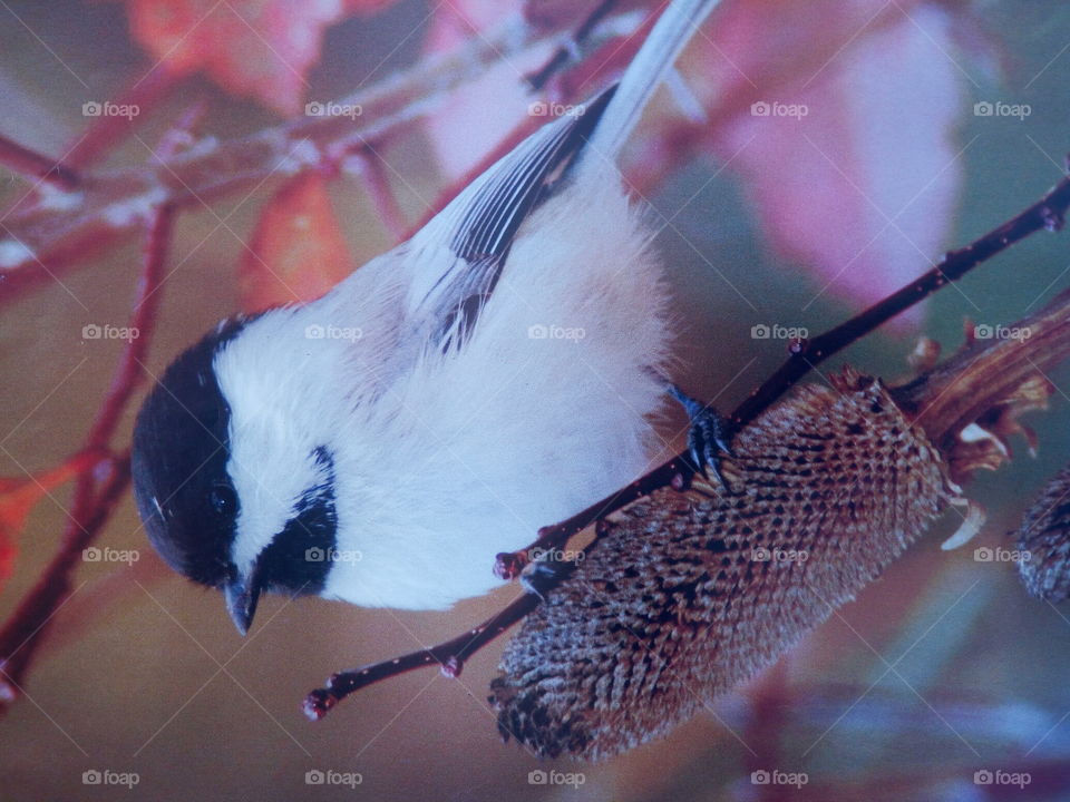 black capped chickadee
