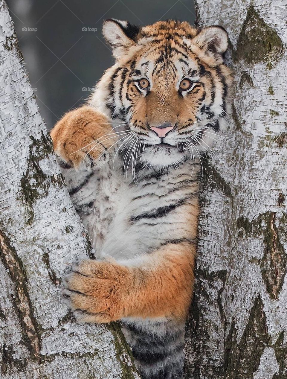 tiger on the tree