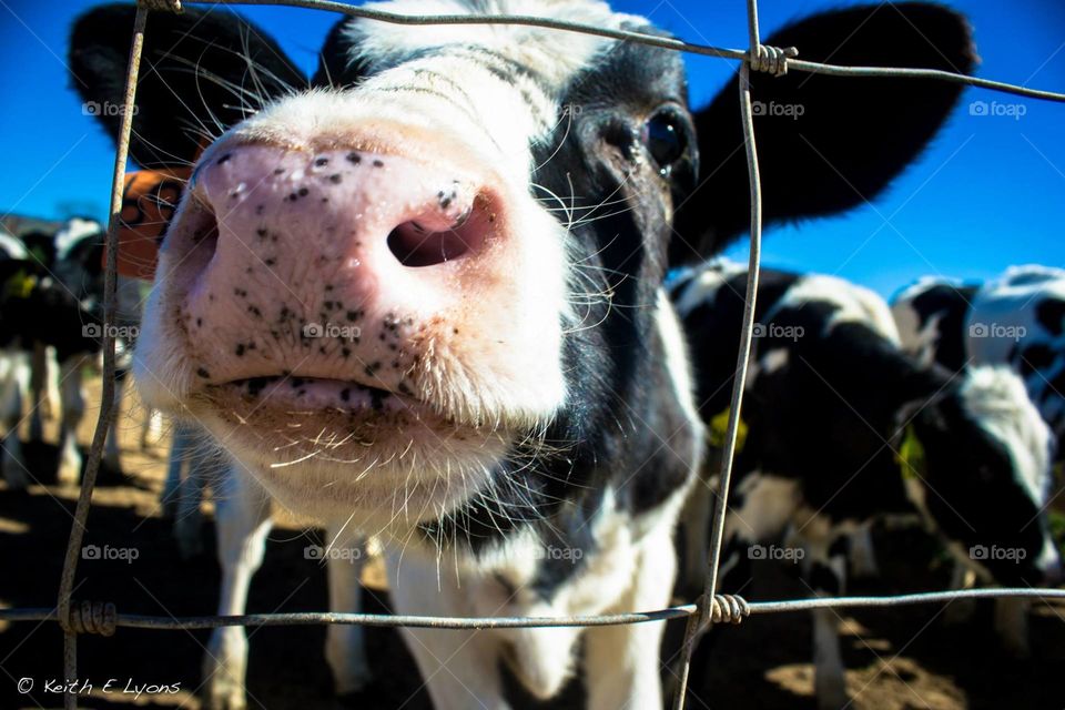 Close up Cow