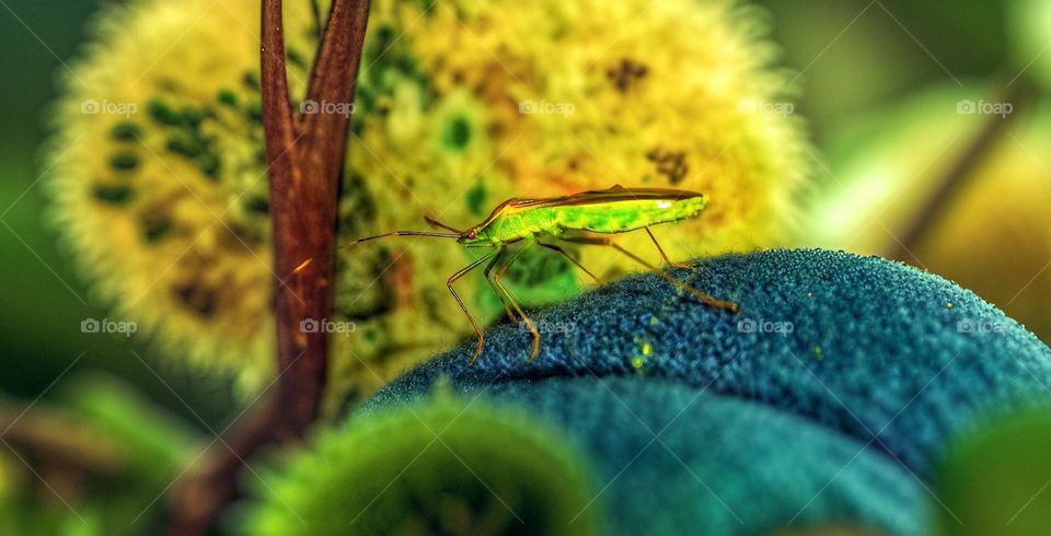 Rice earhead bug: Leptocorisa acuta