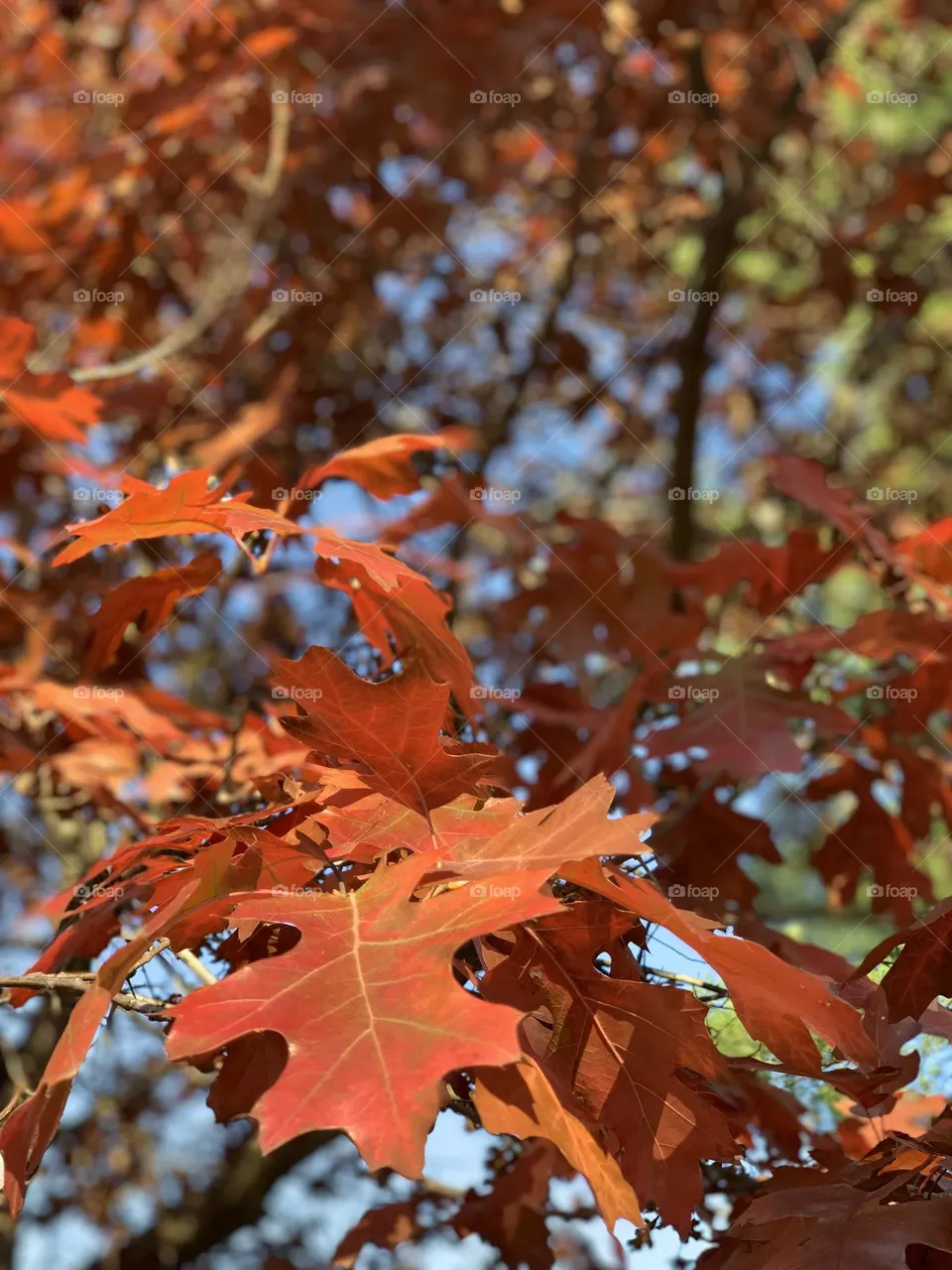 Oak leaves nature 