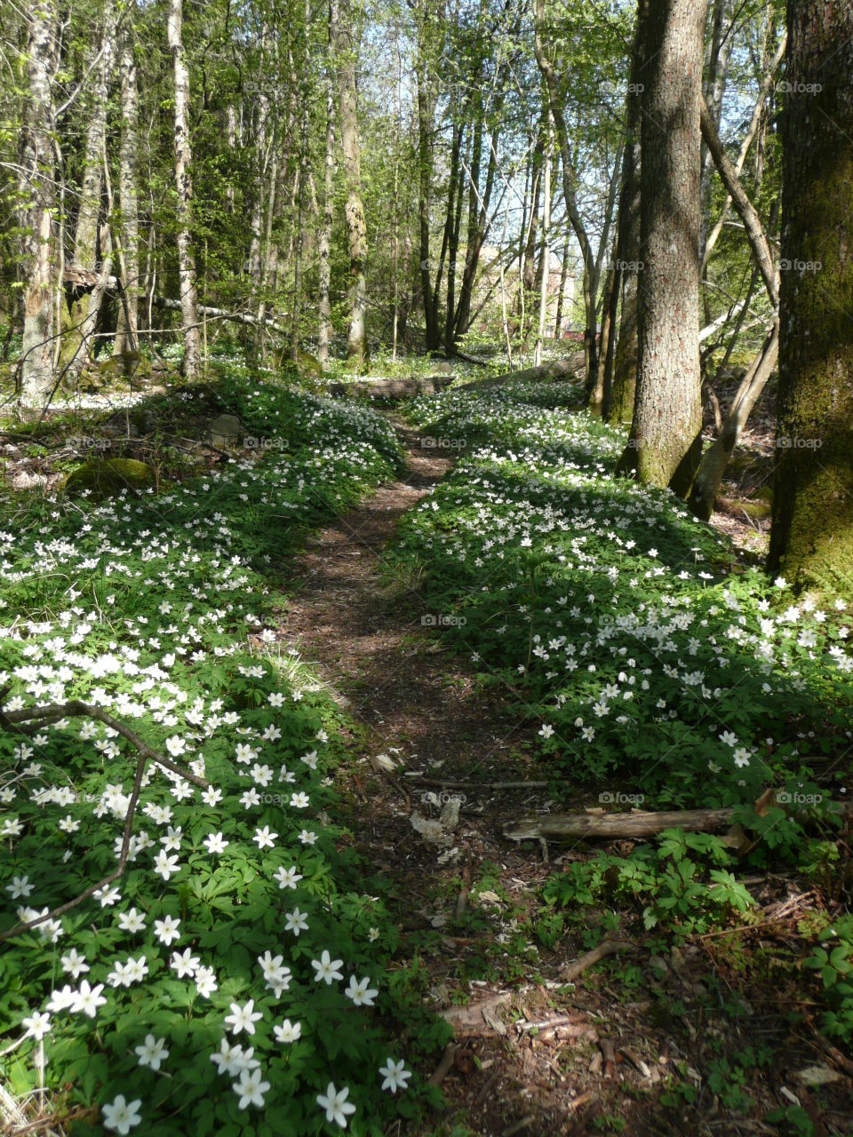 Anemones blooming in the forest