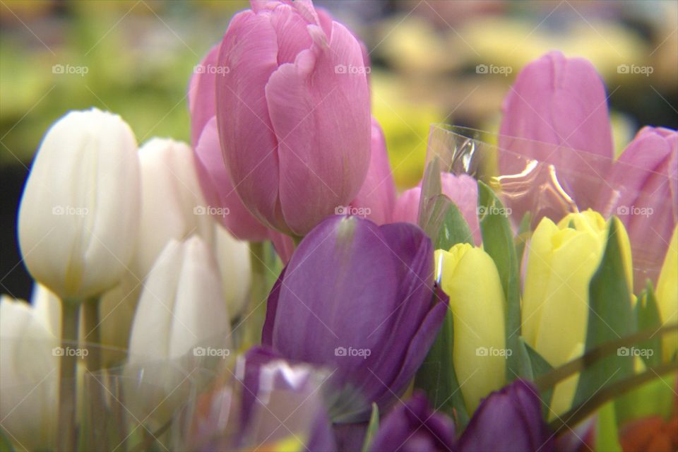 Multi Colored Spring Tulips in Bloom