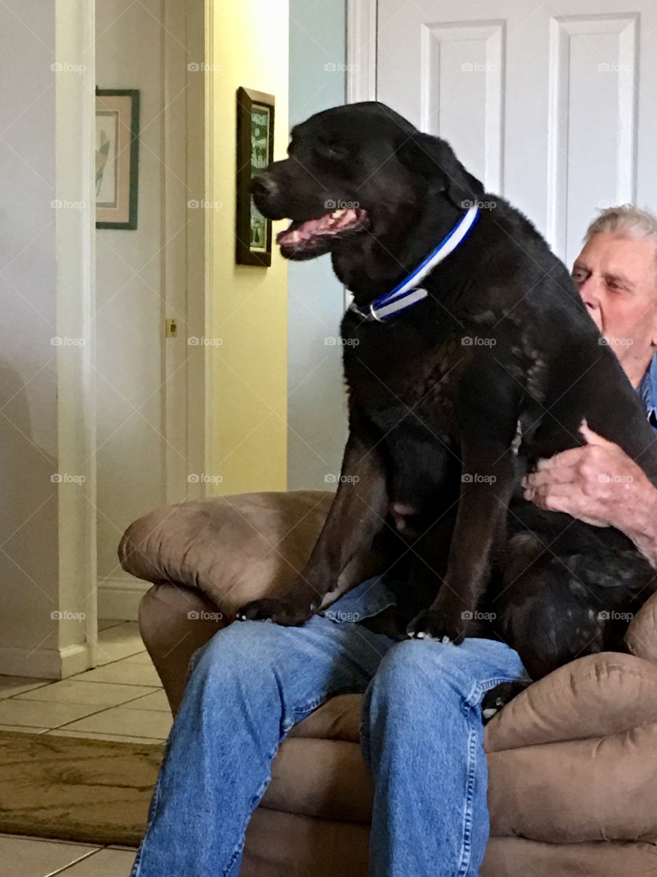 Huge black lab cross pet sitting on owner’s lap. Owner is 92 years old and the dog is also aged